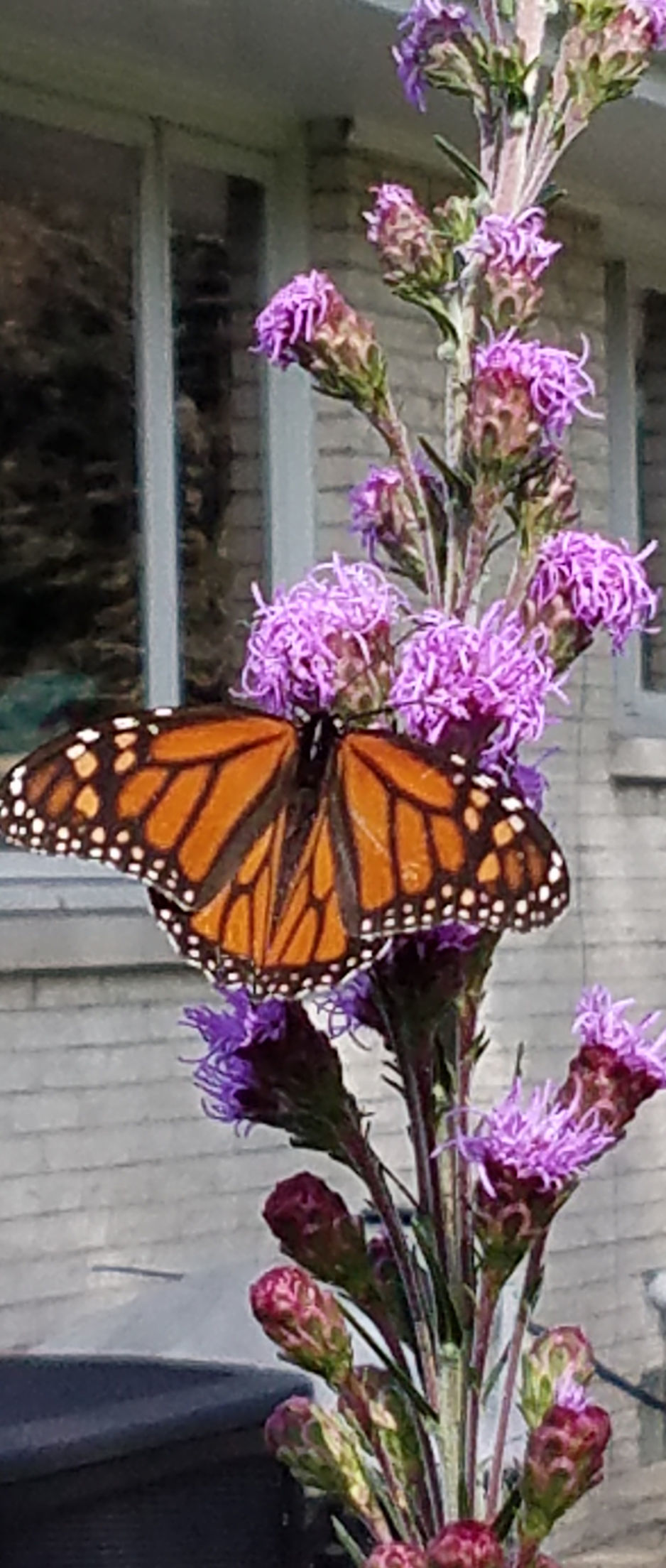 Sue Wergin: Monarch